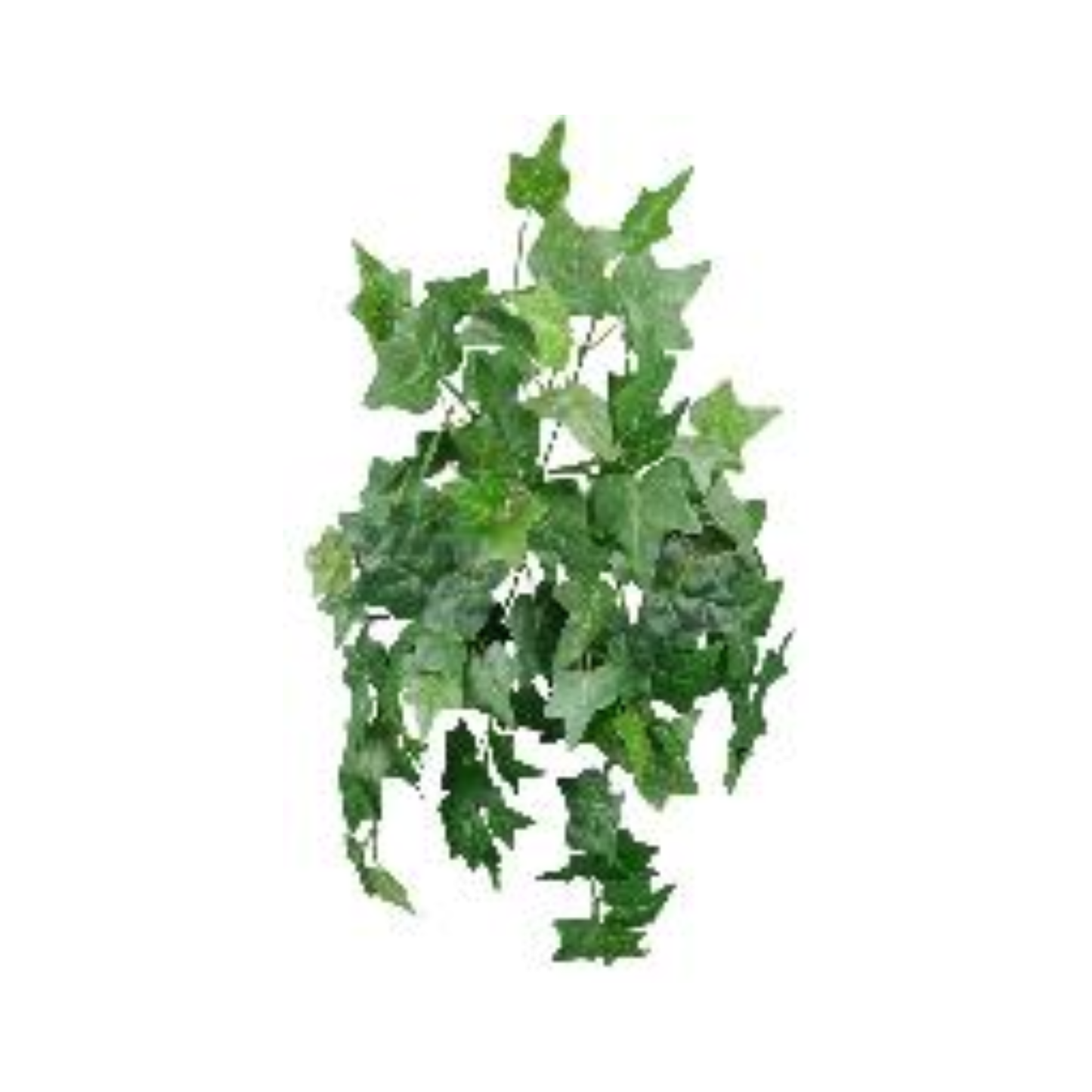 Variegated Ivy Hanging Bush 22L, DIY Wreath Supply, Home Decor