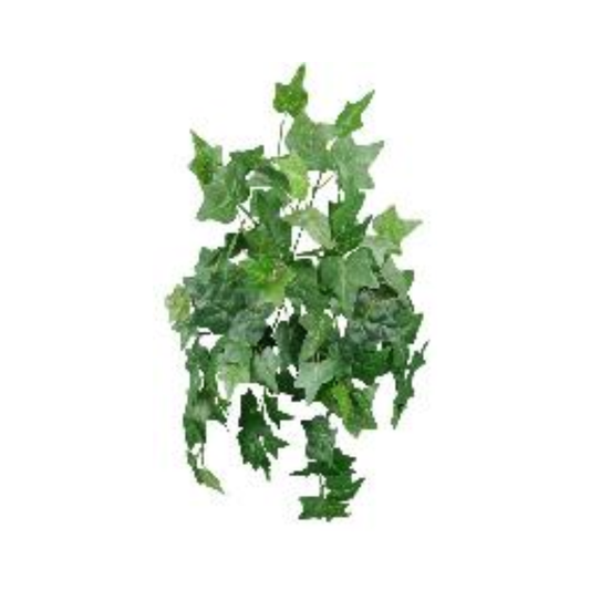 Variegated Ivy Hanging Bush 22L, DIY Wreath Supply, Home Decor